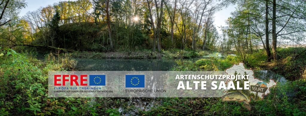 Das Artenschutzprojekt "Alte Saale" ist ein Projekt des Verbandes für Angeln und Naturschutz Thüringen e.V. - gefördert vom europäischen Fonds für regionale Entwicklung EFRE.